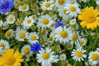 flores