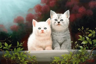 gatos