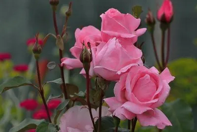 rosas