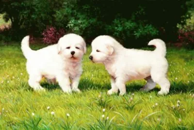 cÃ£ezinhos