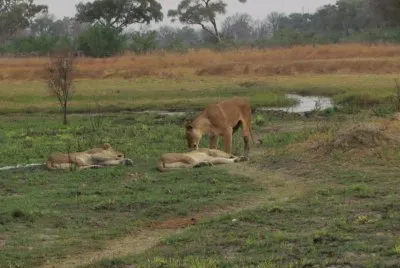 Leões descançando
