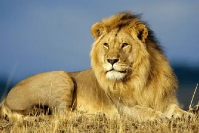 elegant lion