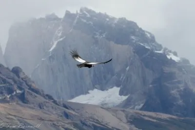CÃ³ndor sobres los Cuernos del Paine jigsaw puzzle