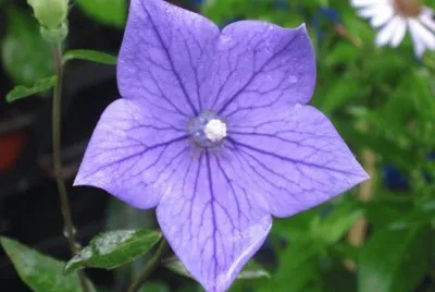 platycodon