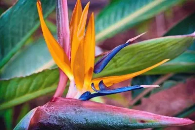 Paradise Flower
