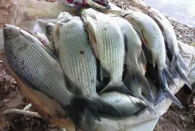 Peixes no saco