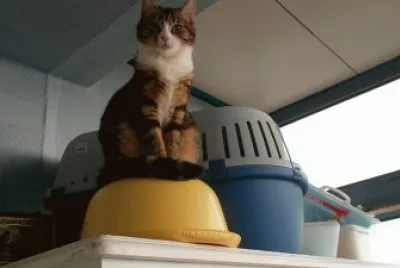 chat perchÃ© !