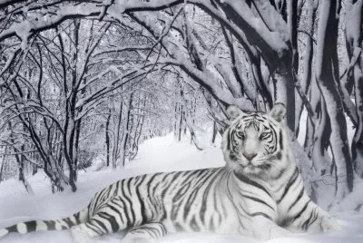 white tiger in winter time