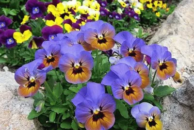 flor