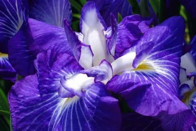 flor