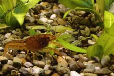 Procambarus Clarkii