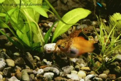 Red plati