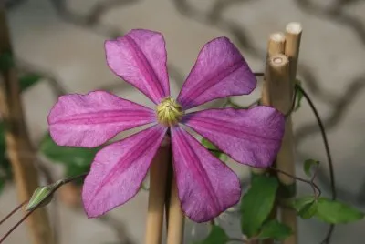clematite