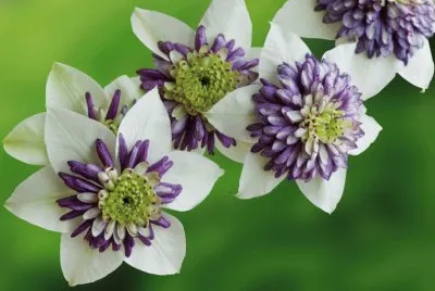 clematite