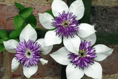 clematite