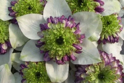 clematite
