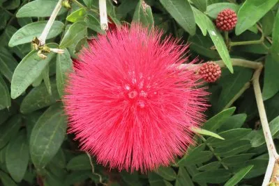 515