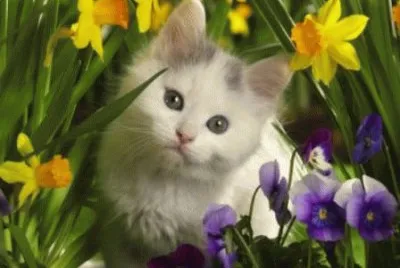 gatito 3