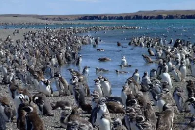 Isla PingÃ¼ino. Puerto Deseado. Patagonia argentina