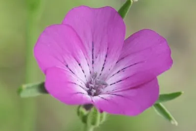 agrostemma