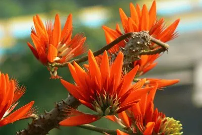 erythrina
