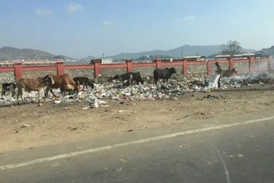 Vacas Sagradas comendo Lixo - India
