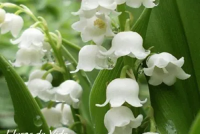 flores