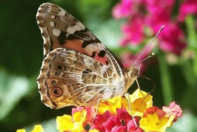 mariposa