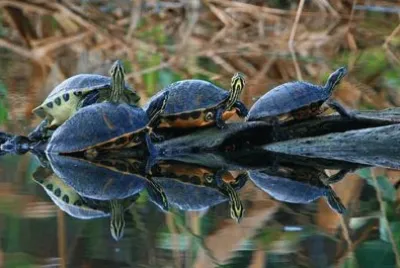 tartarughe