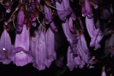 jacaranda