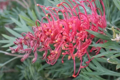 grevillea jigsaw puzzle