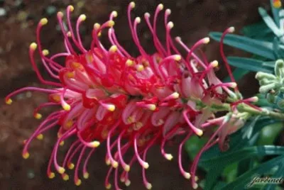 grevillea jigsaw puzzle