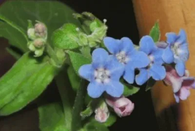 fleur