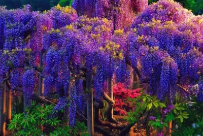 glicinas jigsaw puzzle