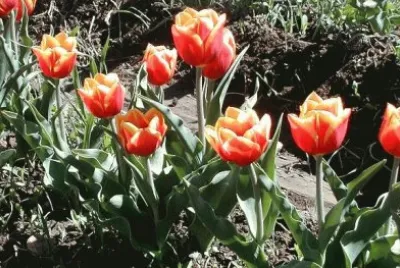 Tulipanes en Gdor. Gregores. Patagonia argentina jigsaw puzzle