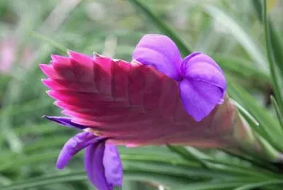 tillandsia jigsaw puzzle