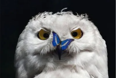 buho blanco