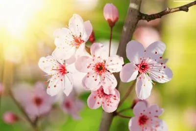 Cerezo flores