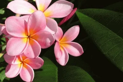 Flores