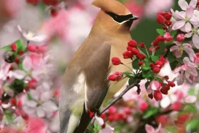 PAJARITO