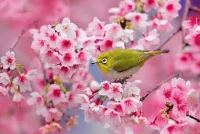FLORES Y AVES