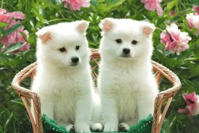 PERROS BLANCOS