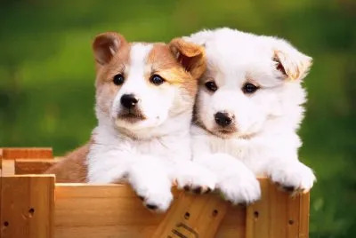 CACHORRITO