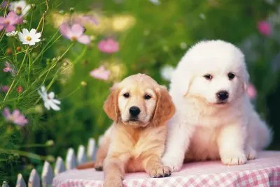 MAS CACHORITOS