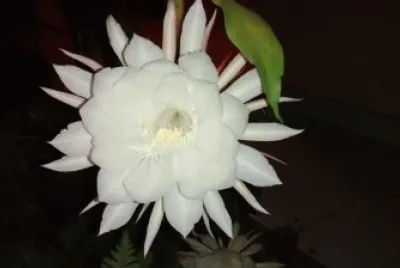 Dama da noite