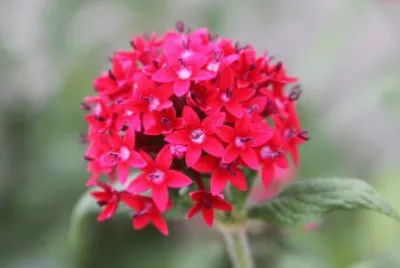 pentas lanceolata