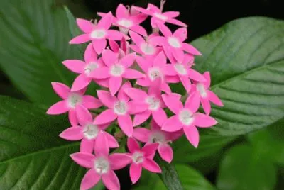 pentas lanceolata