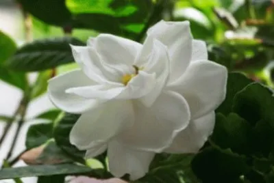 gardenia