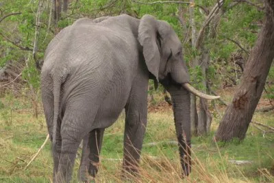 Elefante de Botswana - África