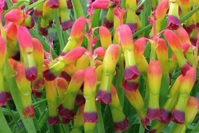 lachenalia jigsaw puzzle